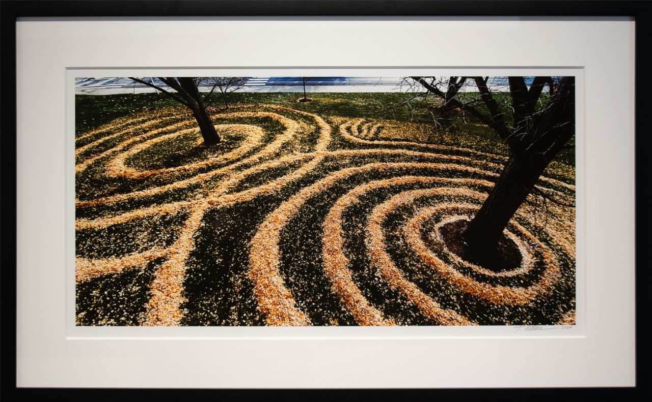 Terry Welker, Ginkgo Dreams, photograph