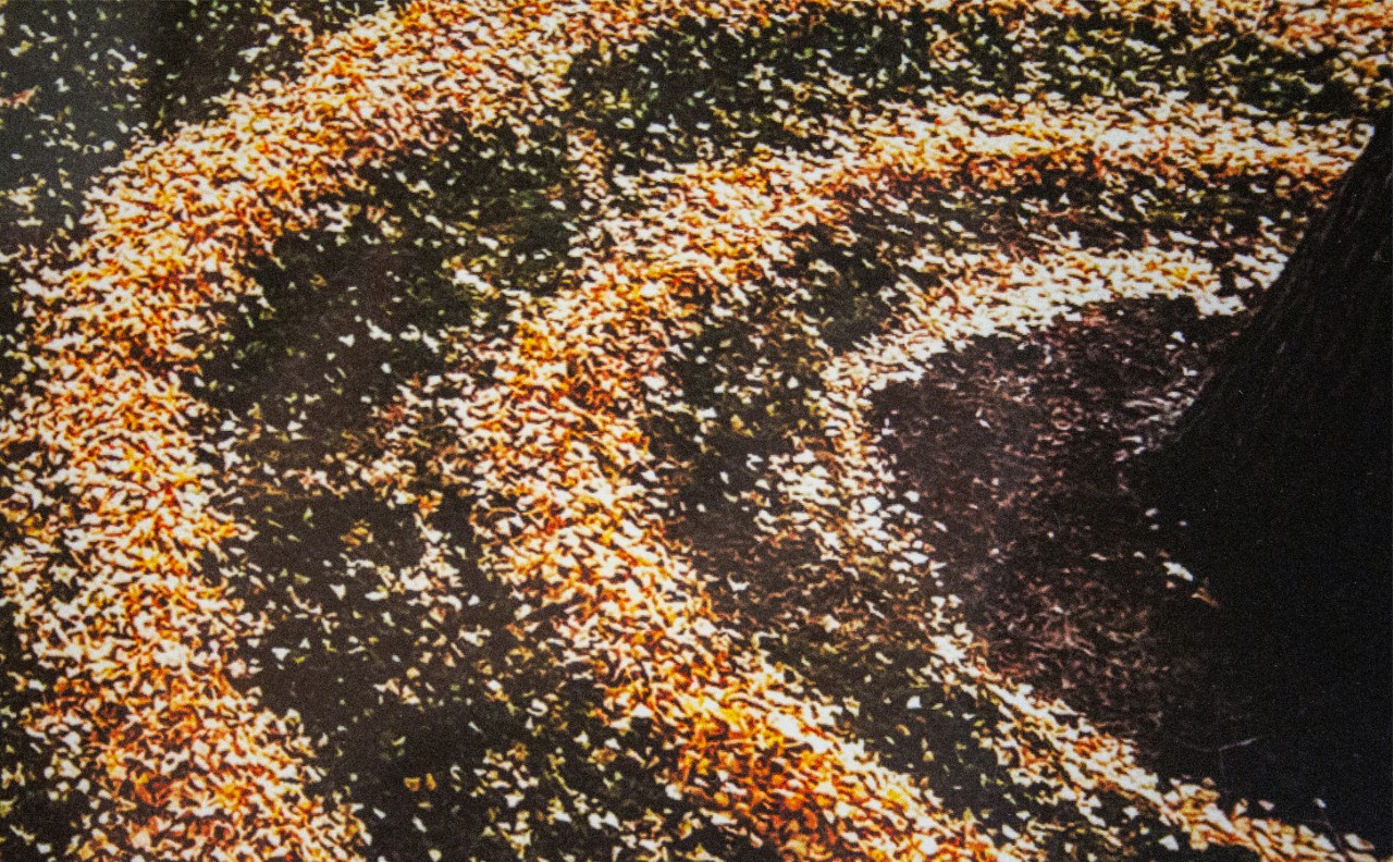 Terry Welker, Ginkgo Dreams, photograph, detail