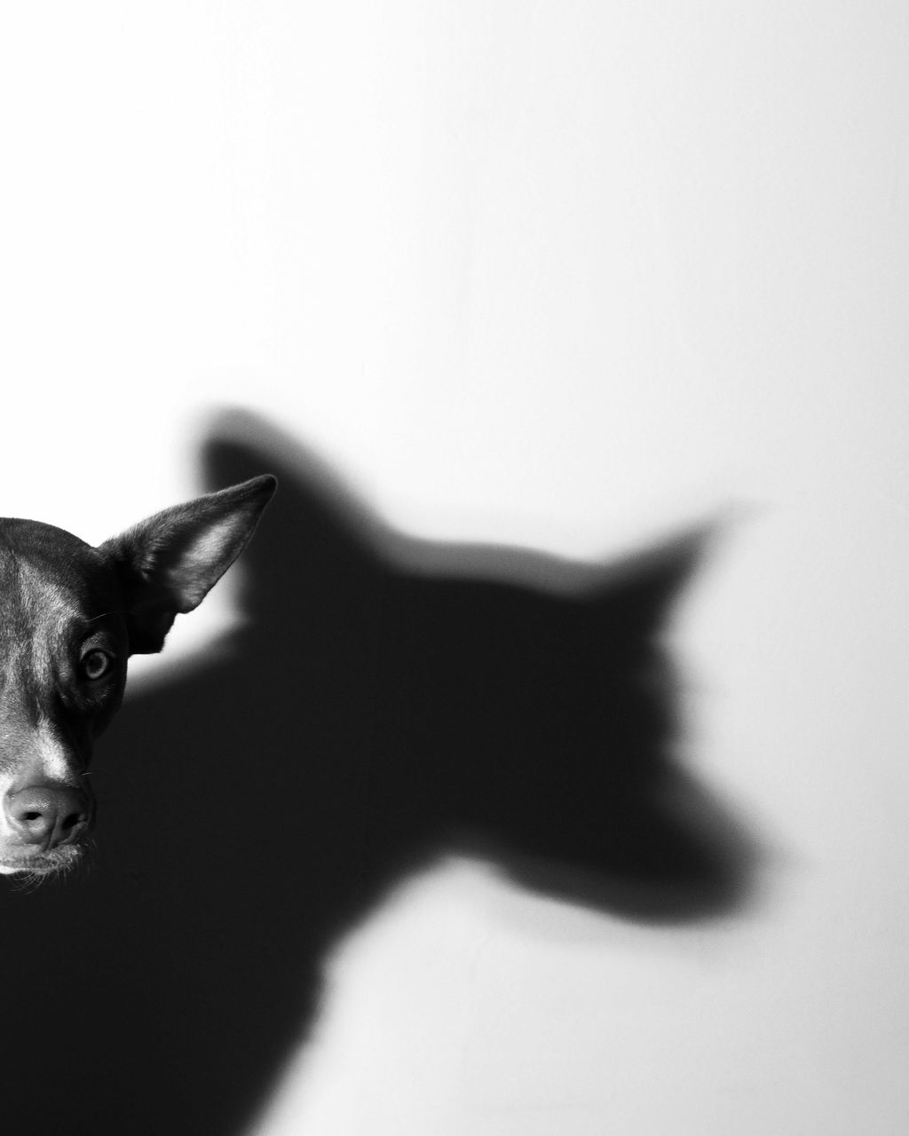 Black-and-white photograph of shadow cast by dog with pointy ears on a white wall titled "Shadow Playing" by Luke Kindle, 2020; photograph in UC DAAP Galleries' Reed Gallery Exhibit Long Exposure