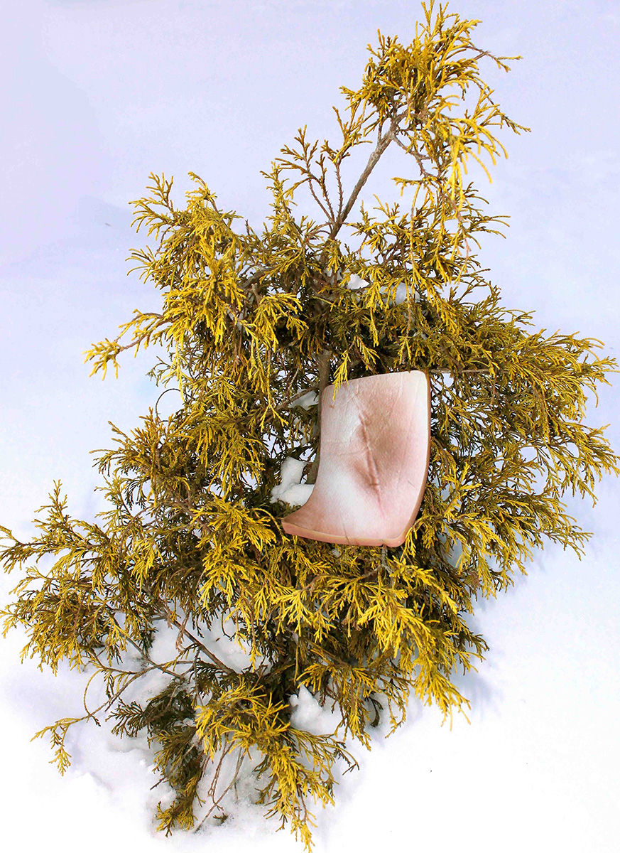 Color photograph of a yellow-green evergreen shrub growing through snow, with a piece of flesh with a scare among the branches. Titled "Emded" by Lauren Darpel, 2021; photograph in UC DAAP Galleries' Reed Gallery Exhibit Long Exposure