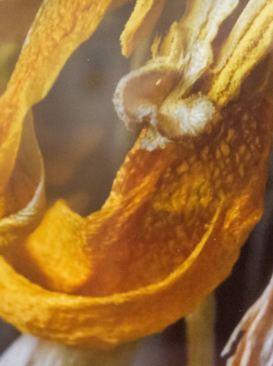 Jonathan Kamholtz, Banners, color photograph, detail