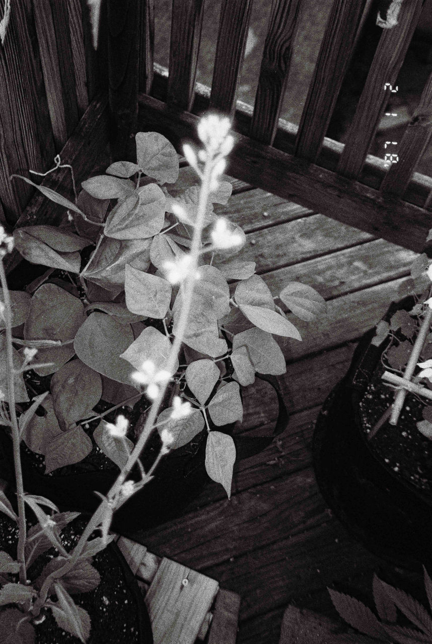 Black-and-white photograph of plants on a wood deck titled Digression 29 by Mark Albain, 2020-2023; photo in Reed Gallery exhibit Long Exposure