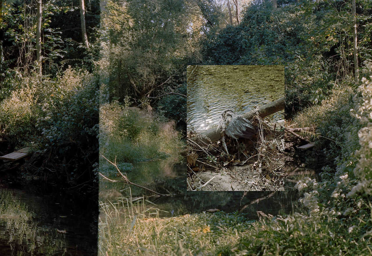 Three section color photograph of foliage and landscape titled On Grief and Great Blue Herons by Emmaline Carter, 2026; photograph in UC DAAP Galleries' Reed Gallery Exhibit Long Exposure