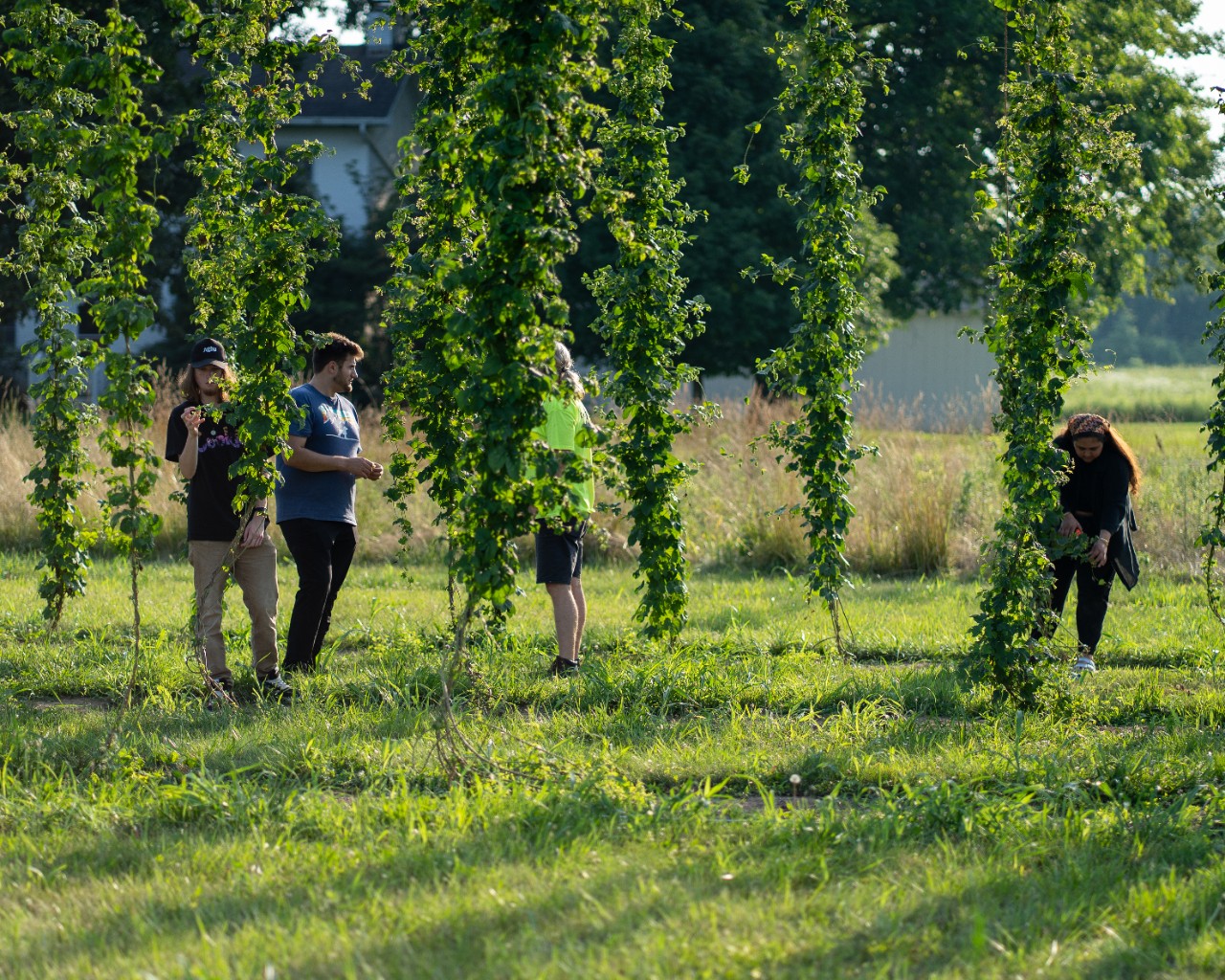 Students from HORT 4084 in a Hop and Hemp Field